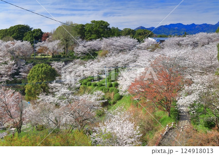 【熊本県】桜が満開の菊池公園 124918013