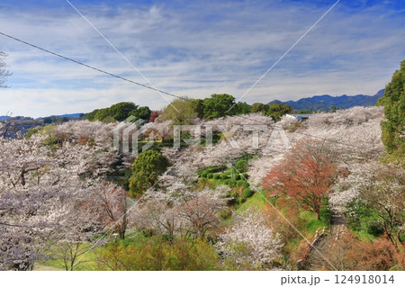 【熊本県】桜が満開の菊池公園 【熊本県】桜が満開の菊池公園 124918014