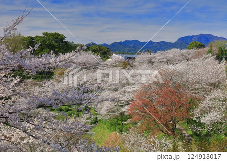 【熊本県】桜が満開の菊池公園 【熊本県】桜が満開の菊池公園 124918017