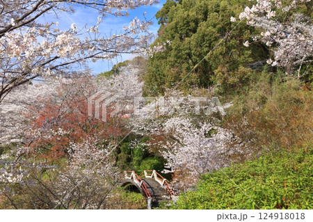 【熊本県】桜が満開の菊池公園 【熊本県】桜が満開の菊池公園 124918018
