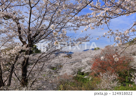 【熊本県】桜が満開の菊池公園 124918022