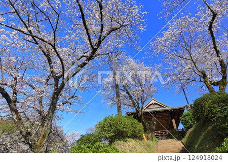 【熊本県】桜が満開の菊池公園 124918024
