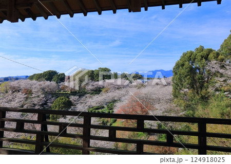 【熊本県】桜が満開の菊池公園 124918025