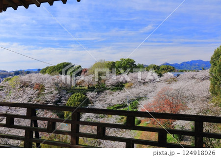【熊本県】桜が満開の菊池公園 【熊本県】桜が満開の菊池公園 124918026
