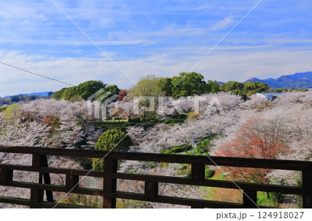 【熊本県】桜が満開の菊池公園 【熊本県】桜が満開の菊池公園 124918027