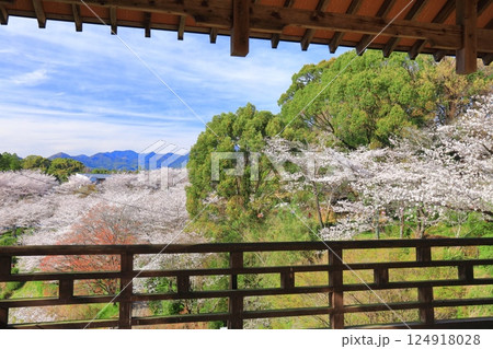 【熊本県】桜が満開の菊池公園 124918028