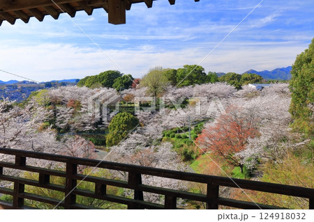 【熊本県】桜が満開の菊池公園 【熊本県】桜が満開の菊池公園 124918032
