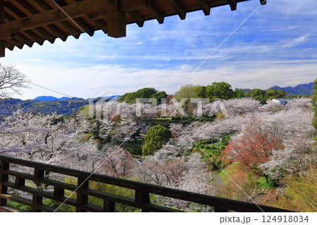 【熊本県】桜が満開の菊池公園 124918034