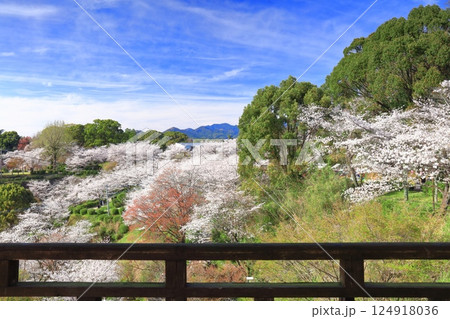 【熊本県】桜が満開の菊池公園 124918036