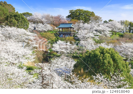 【熊本県】桜が満開の菊池公園 【熊本県】桜が満開の菊池公園 124918040