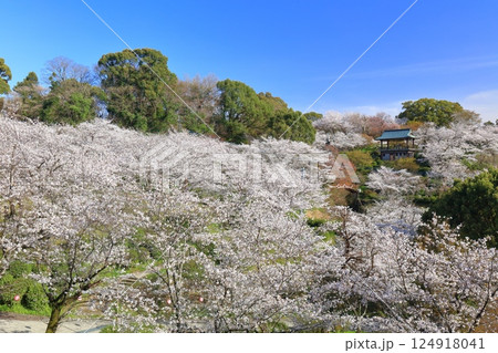 【熊本県】桜が満開の菊池公園 【熊本県】桜が満開の菊池公園 124918041