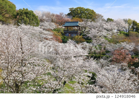 【熊本県】桜が満開の菊池公園 【熊本県】桜が満開の菊池公園 124918046