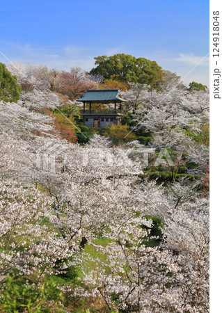 【熊本県】桜が満開の菊池公園 【熊本県】桜が満開の菊池公園 124918048