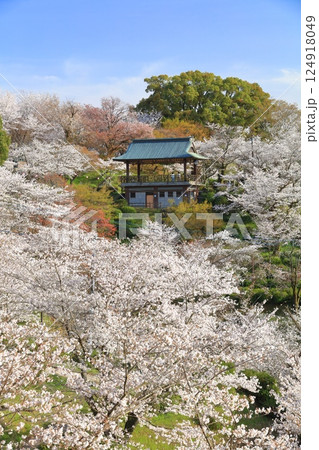 【熊本県】桜が満開の菊池公園 124918049