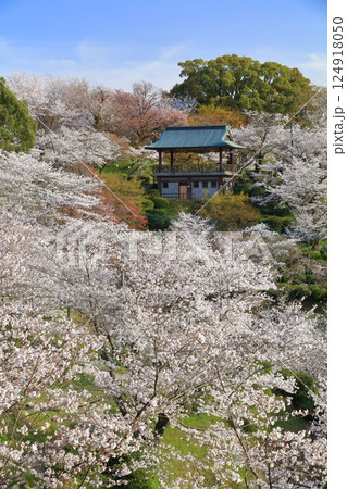 【熊本県】桜が満開の菊池公園 124918050