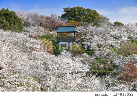 【熊本県】桜が満開の菊池公園 124918052