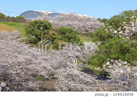 【熊本県】桜が満開の菊池公園と菊池市総合体育館 【熊本県】桜が満開の菊池公園と菊池市総合体育館 124918056