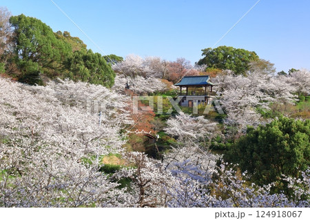 【熊本県】桜が満開の菊池公園 124918067