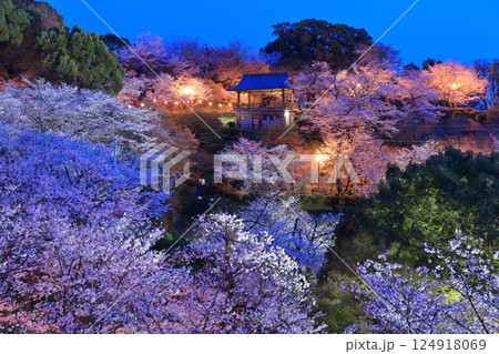 【熊本県】菊池公園の夜桜 【熊本県】菊池公園の夜桜 124918069