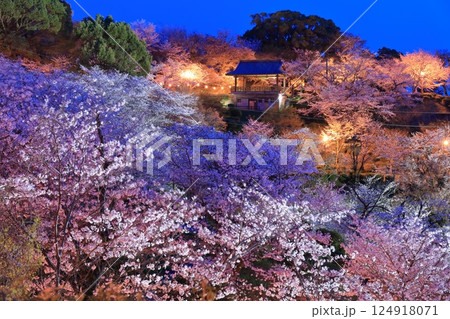 【熊本県】菊池公園の夜桜 124918071