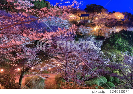 【熊本県】菊池公園の夜桜 124918074