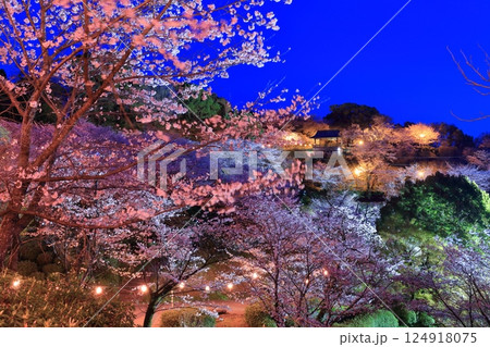 【熊本県】菊池公園の夜桜 【熊本県】菊池公園の夜桜 124918075