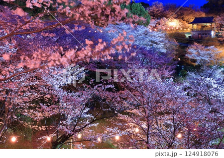 【熊本県】菊池公園の夜桜 124918076