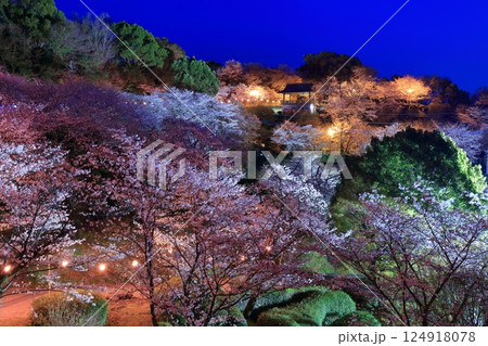 【熊本県】菊池公園の夜桜 124918078