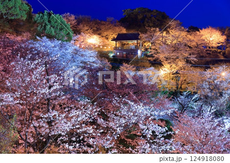 【熊本県】菊池公園の夜桜 【熊本県】菊池公園の夜桜 124918080