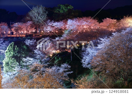 【熊本県】菊池公園の夜桜 124918081