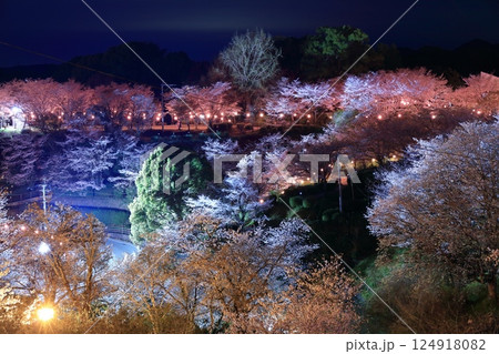 【熊本県】菊池公園の夜桜 124918082