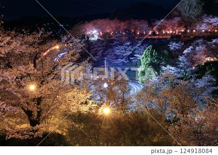 【熊本県】菊池公園の夜桜 【熊本県】菊池公園の夜桜 124918084