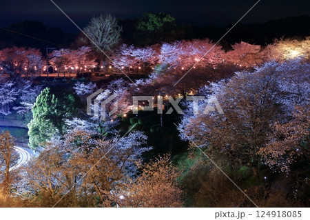 【熊本県】菊池公園の夜桜 【熊本県】菊池公園の夜桜 124918085