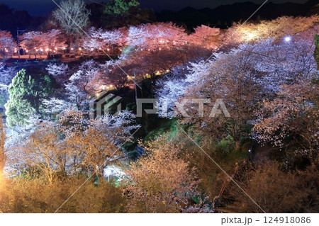 【熊本県】菊池公園の夜桜 【熊本県】菊池公園の夜桜 124918086