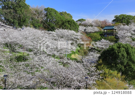 【熊本県】桜が満開の菊池公園 124918088