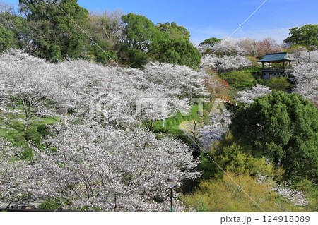 【熊本県】桜が満開の菊池公園 【熊本県】桜が満開の菊池公園 124918089