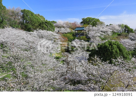 【熊本県】桜が満開の菊池公園 124918091