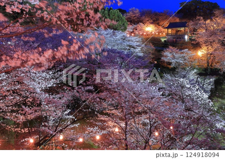 【熊本県】菊池公園の夜桜 【熊本県】菊池公園の夜桜 124918094