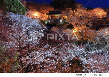 【熊本県】菊池公園の夜桜 【熊本県】菊池公園の夜桜 124918095