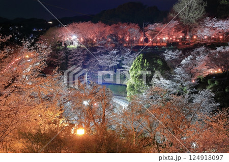 【熊本県】菊池公園の夜桜 124918097