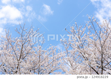 桜　ソメイヨシノ　青空のイメージ	 124918229