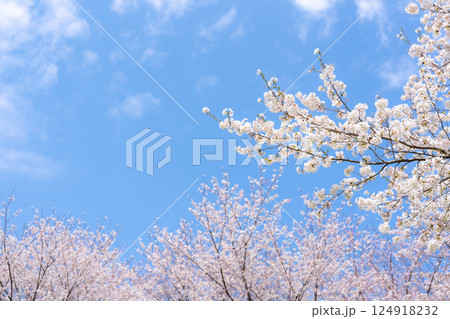 桜　ソメイヨシノ　青空のイメージ	 124918232