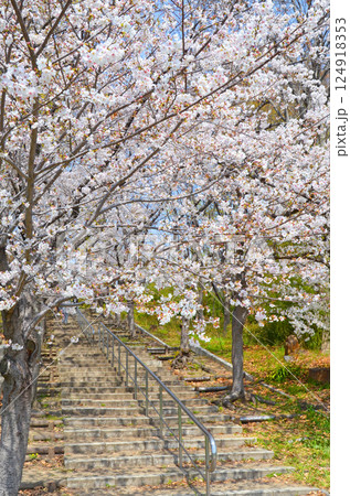 桜並木の階段 桜並木の階段 124918353