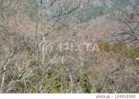 群馬県南牧村 三ツ岩岳山頂付近のアカヤシオの群生 まだ蕾 2025年4月9日 群馬県南牧村 三ツ岩岳山頂付近のアカヤシオの群生 まだ蕾 2025年4月9日 124918360