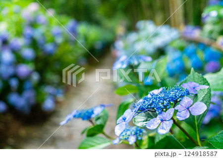 青い紫陽花 青い紫陽花 124918587