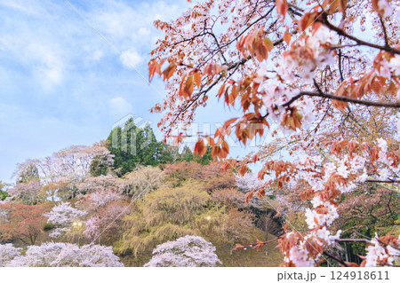 桜満開の世界遺産　早朝の吉野山 124918611