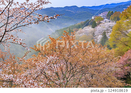 桜満開の世界遺産 早朝の吉野山 桜満開の世界遺産 早朝の吉野山 124918619
