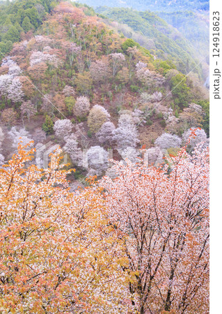 桜満開の世界遺産 早朝の吉野山 桜満開の世界遺産 早朝の吉野山 124918623