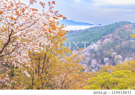 桜満開の世界遺産　早朝の吉野山 124918631
