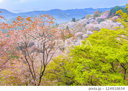 桜満開の世界遺産　早朝の吉野山 124918634